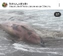 Ученые подозревают, что выброшенный на берег Сахалина кит может быть очень редким видом