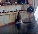 Северо-курильские рыбаки прикормили «дрессированного» сивуча