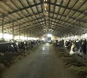 Инвестор ТОР «Южная» планирует занять треть молочного рынка Сахалина