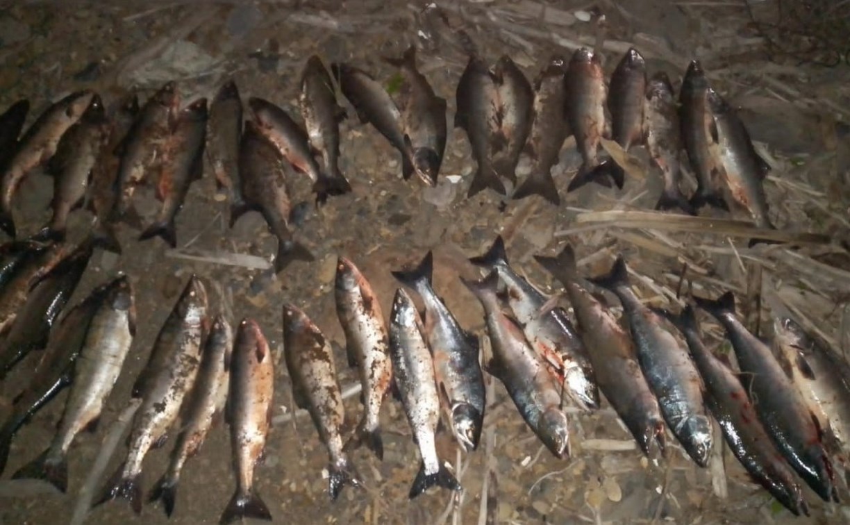 Задержания браконьеров на Сахалине: кого и на каких реках брала рыбоохрана 