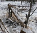 Несколько благородных оленей погибли на Сахалине