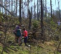 От завалов деревьев очищено около 6 гектаров территории СТК "Горный воздух"