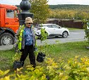 Осеннее озеленение: на улицах и в скверах Южно-Сахалинска высаживают молодые кустарники