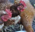 "Островной" птицефабрике разрешили снова продавать куриное мясо