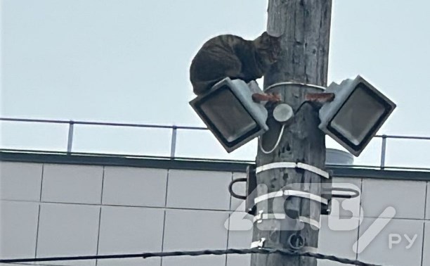 На Сахалине кошка почти сутки просидела на столбе высотой с пятиэтажный дом