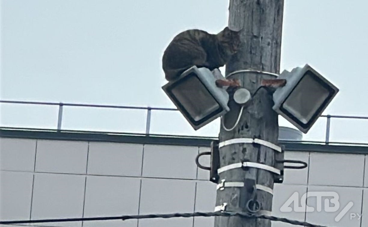На Сахалине кошка почти сутки просидела на столбе высотой с пятиэтажный дом