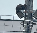 На Сахалине кошка почти сутки просидела на столбе высотой с пятиэтажный дом