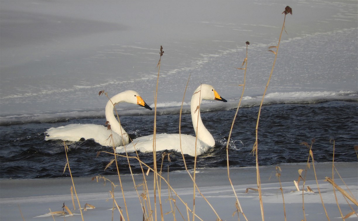 На Кунашире отметили самое большое количество зимующих лебедей за 10 лет