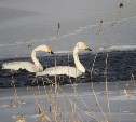 На Кунашире отметили самое большое количество зимующих лебедей за 10 лет