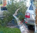 В Южно-Сахалинске на автомобиль упало дерево