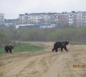 Двух медведей застрелили в Охе 