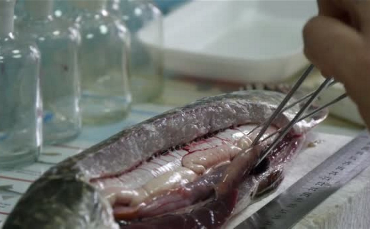 В сахалинской рыбе продолжают находить гельминтов