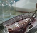 В сахалинской рыбе продолжают находить гельминтов