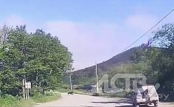 Медведица с двумя медвежатами перебежала дорогу у жилых домов в Лесном
