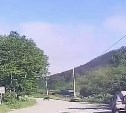 Медведица с двумя медвежатами перебежала дорогу у жилых домов в Лесном