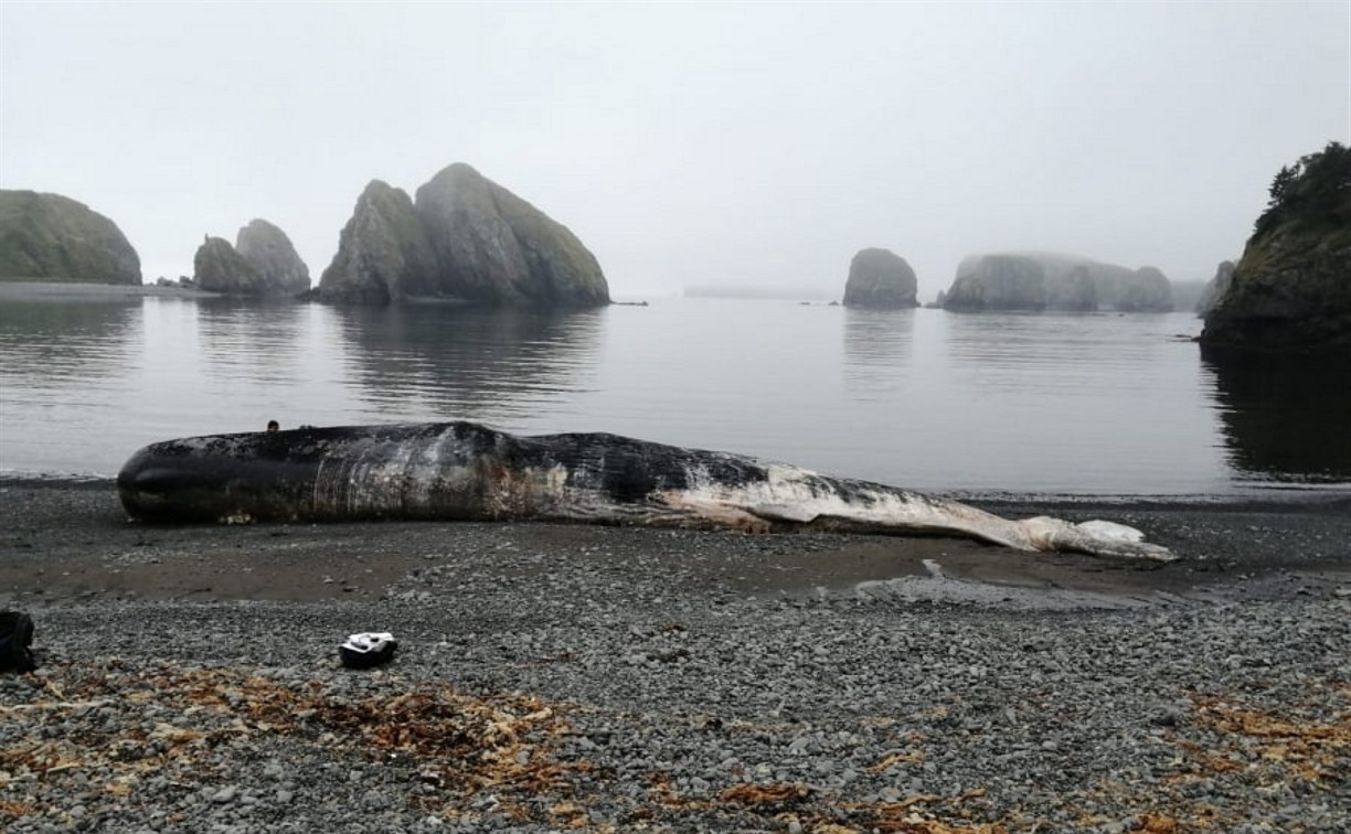 Мертвого кита выбросило на берег Шикотана