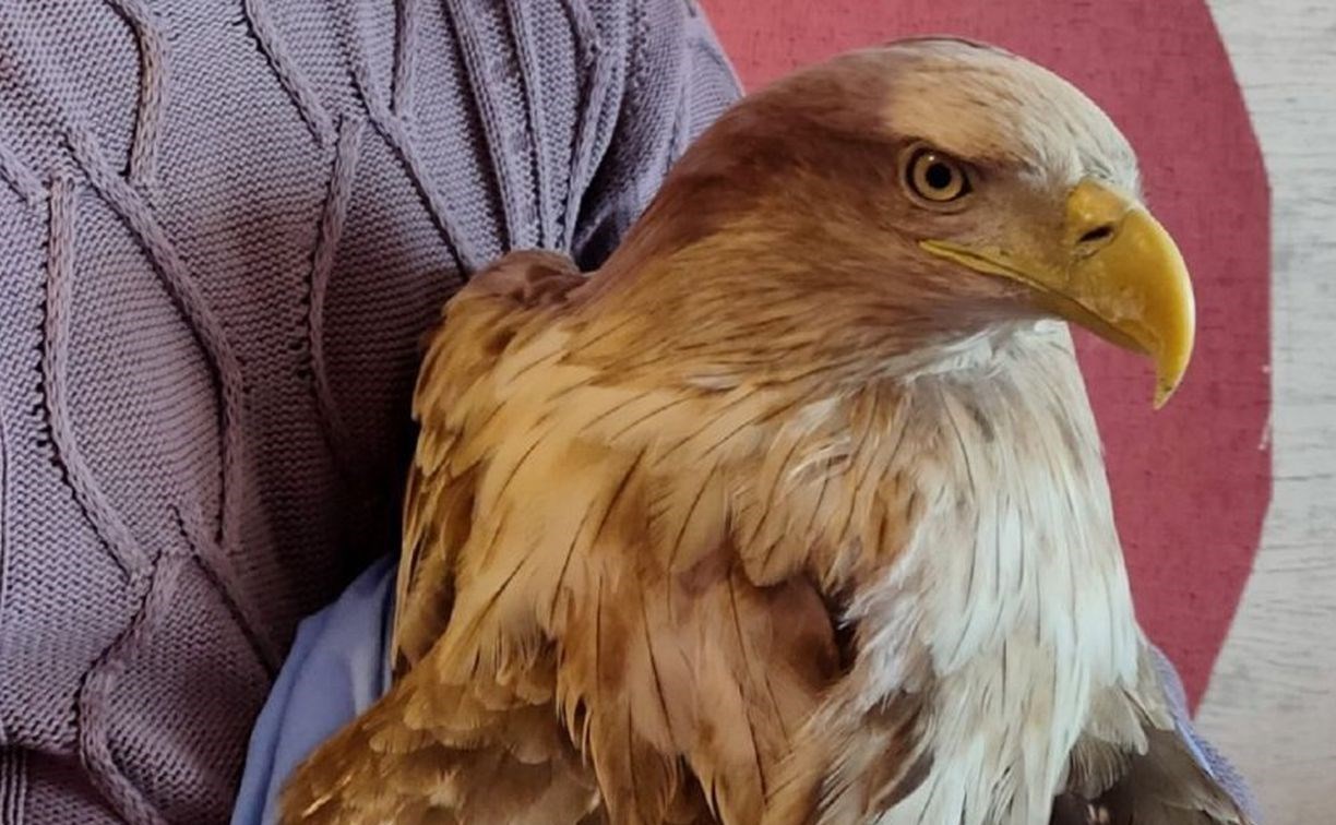 Орлану-белохвосту с переломом крыла провели операцию на Сахалине