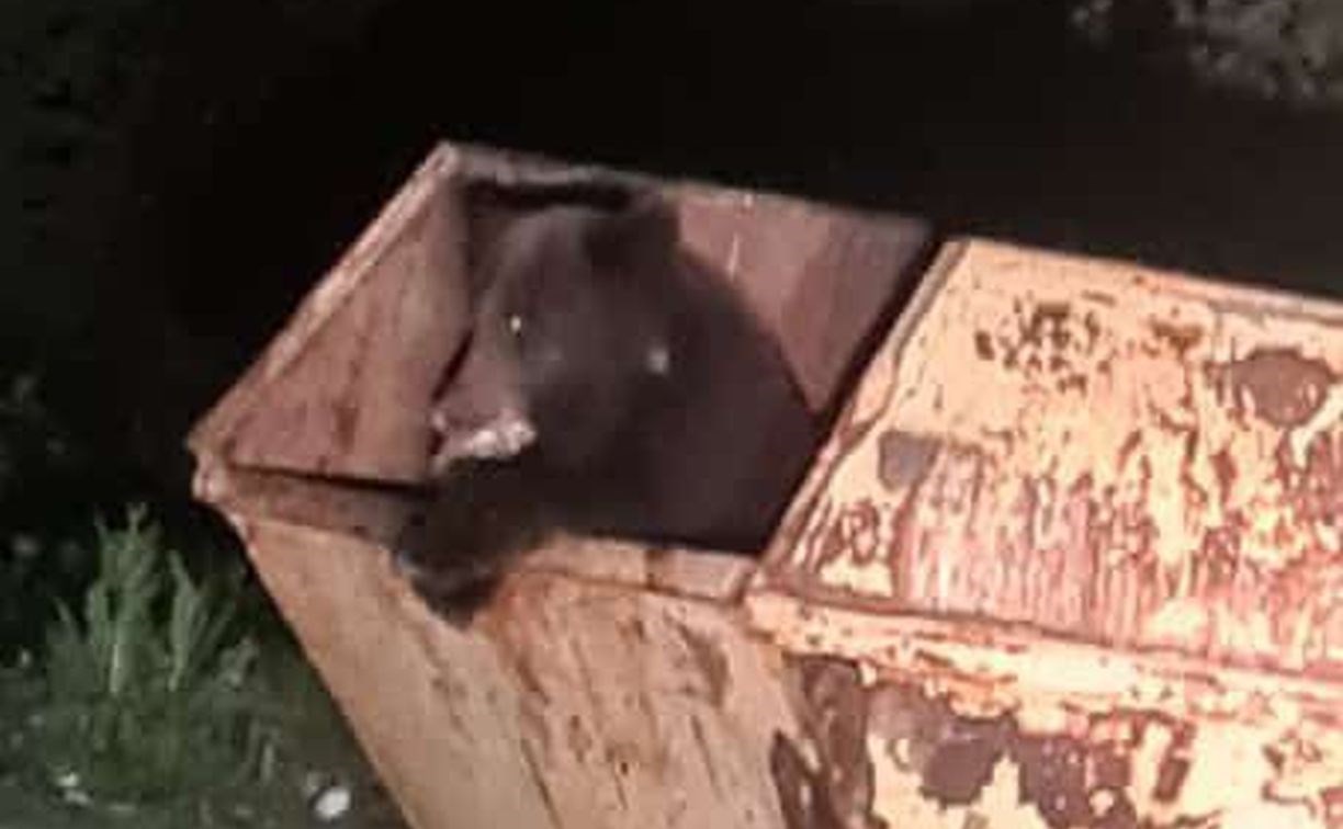 В Пригородном хотят перенести мусорный контейнер из-за медведя, который повадился к нему ходить 