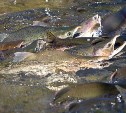 Во время путины 2018 года у берегов Сахалина планируют выловить 96 тысяч тонн лососей