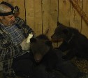 Прирученных сахалинских медвежат Тему и Еву выпустили обратно в дикую природу