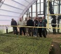 В Ногликах к осени планируют вырастить 700 тысяч сеянцев лиственницы