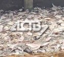 "Утилизация по-сахалински": завод в Поронайске завалил весь берег мертвой камбалой