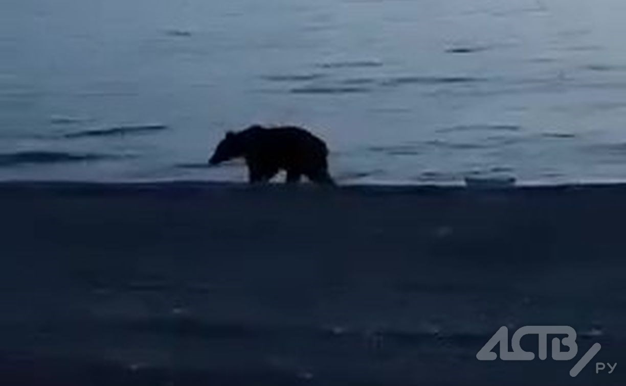 Медведь пришёл к отдыхающим на море сахалинцам