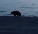 Медведь пришёл к отдыхающим на море сахалинцам