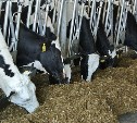 Коров на сахалинской ферме будут катать на «Карусели»
