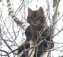 В Южно-Сахалинске спасли кота