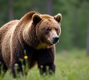 Охоту на бурого медведя откроют в Сахалинской области 10 августа
