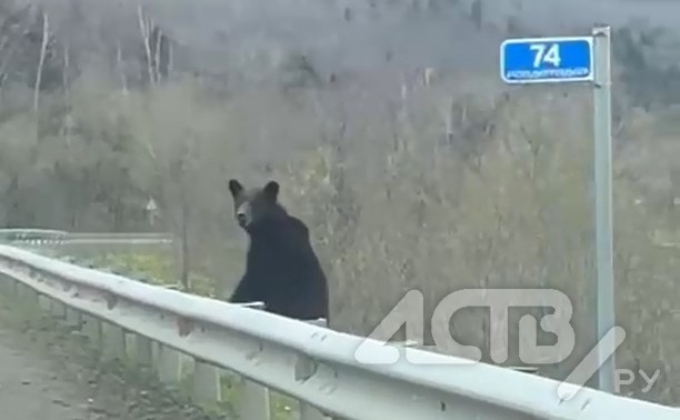 "Гнались за лисой": два медведя на Сахалине вышли к трассе