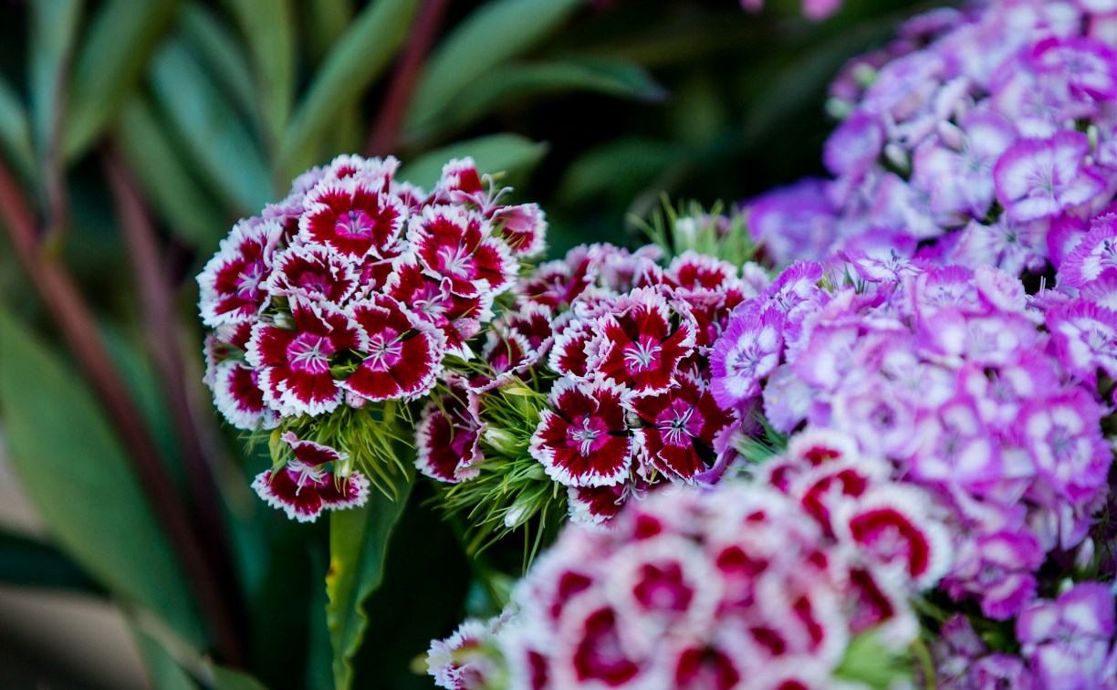 Выставка цветов ждет посетителей на субботней ярмарке у Дома торговли в Южно-Сахалинске