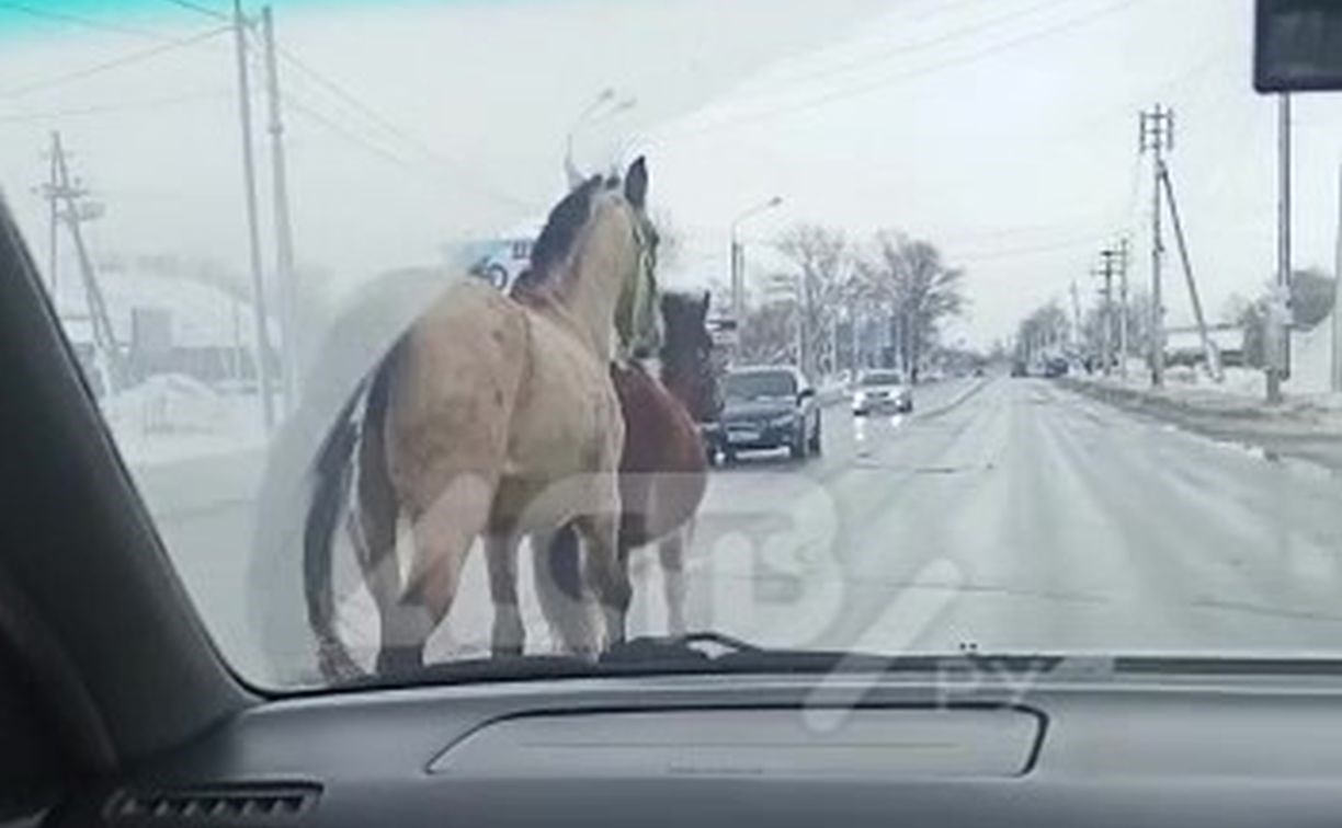 Обычный день в Южно-Сахалинске: лошади бежали по Холмскому шоссе в потоке автомобилей