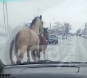 Обычный день в Южно-Сахалинске: лошади бежали по Холмскому шоссе в потоке автомобилей