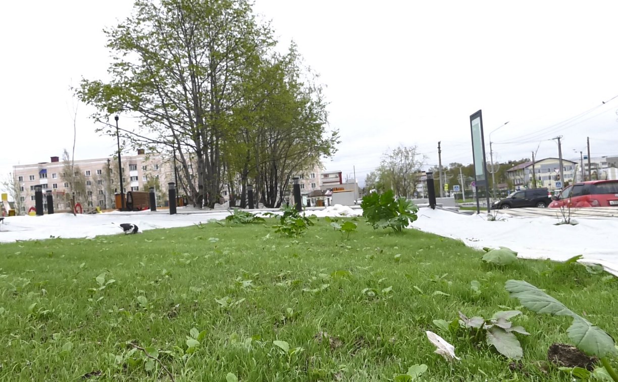 Борщевик растет в сквере Есенина в Южно-Сахалинске