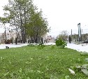 Борщевик растет в сквере Есенина в Южно-Сахалинске