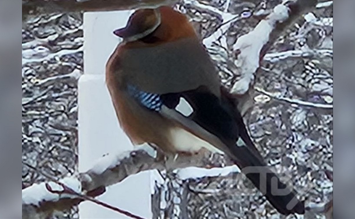 Редкую птичку заметили жители севера Сахалина 