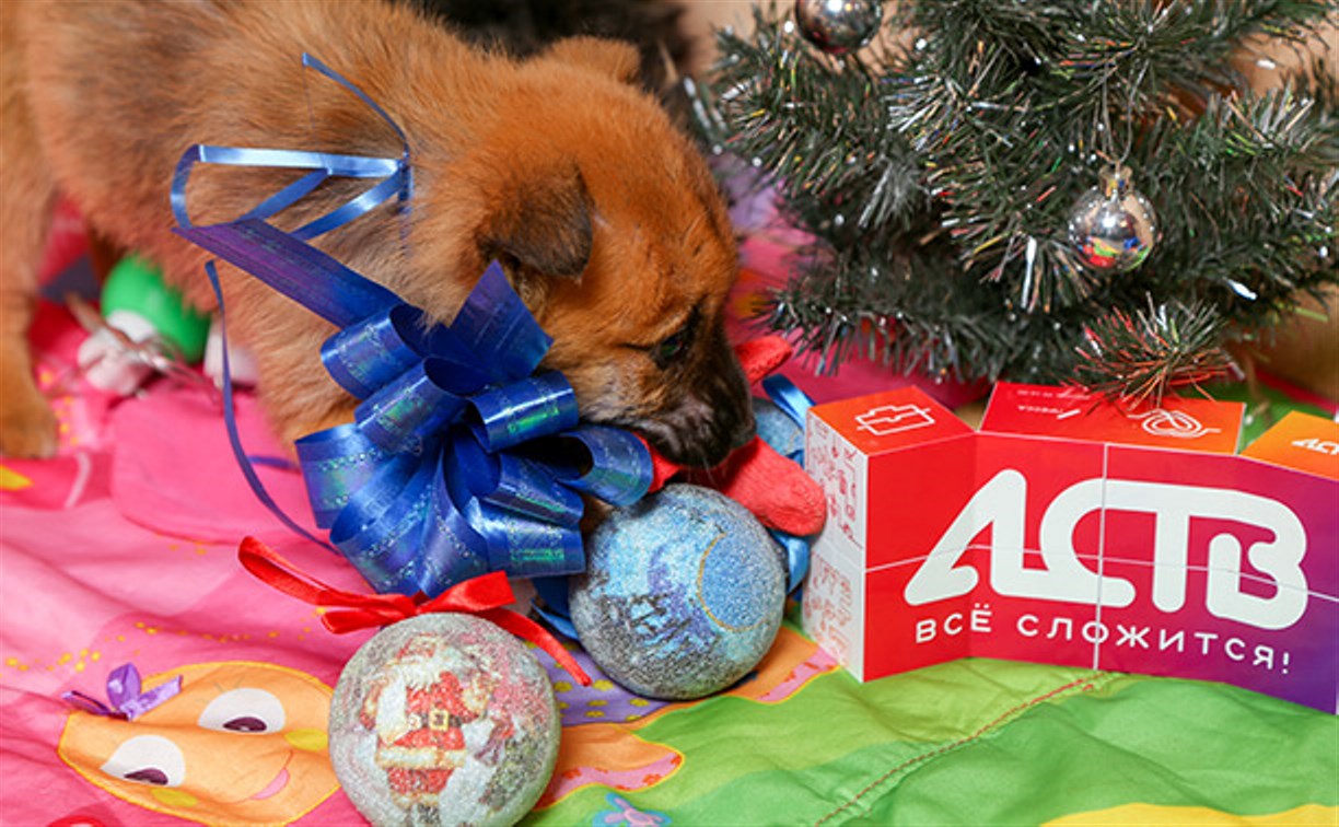 Маленьким бездомным щенкам устроили новогоднюю фотосессию