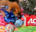 Маленьким бездомным щенкам устроили новогоднюю фотосессию