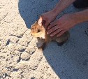 Сахалинец приютил крошечного лисёнка, брошенного посреди трассы