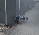 В Южно-Сахалинске подозрительный голубь вызывает панику у местных жителей