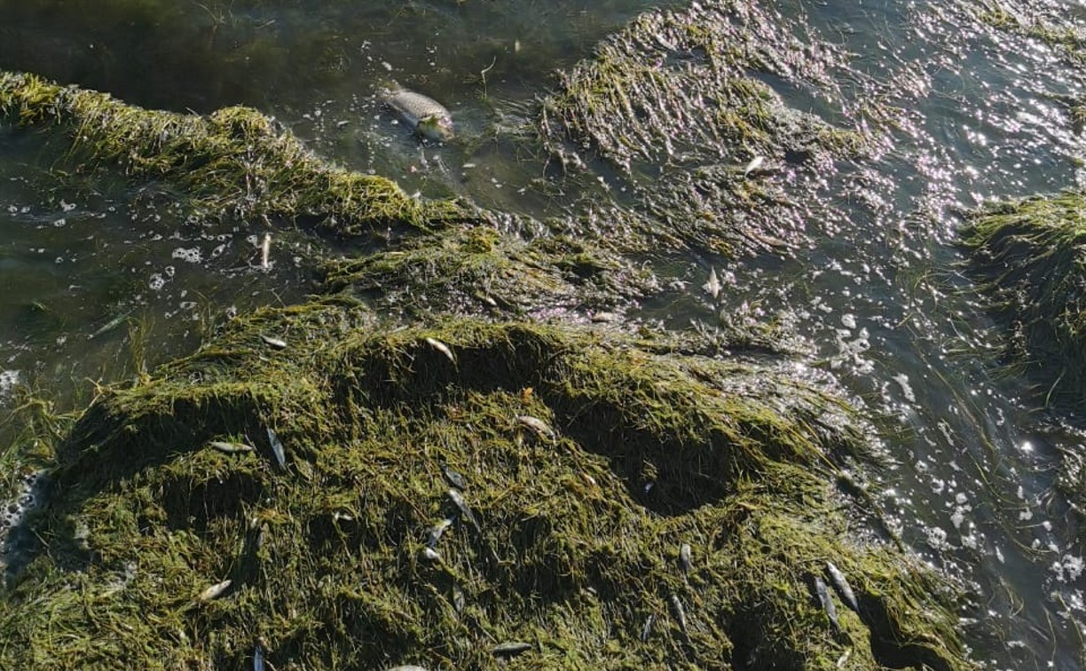 На пляже "Солнечном" сахалинцы купались в окружении сотни тушек дохлой рыбы