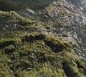 На пляже "Солнечном" сахалинцы купались в окружении сотни тушек дохлой рыбы