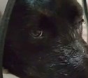 "Его узнают на улицах": порубленный топором пёс Мишка на Сахалине пошёл на поправку