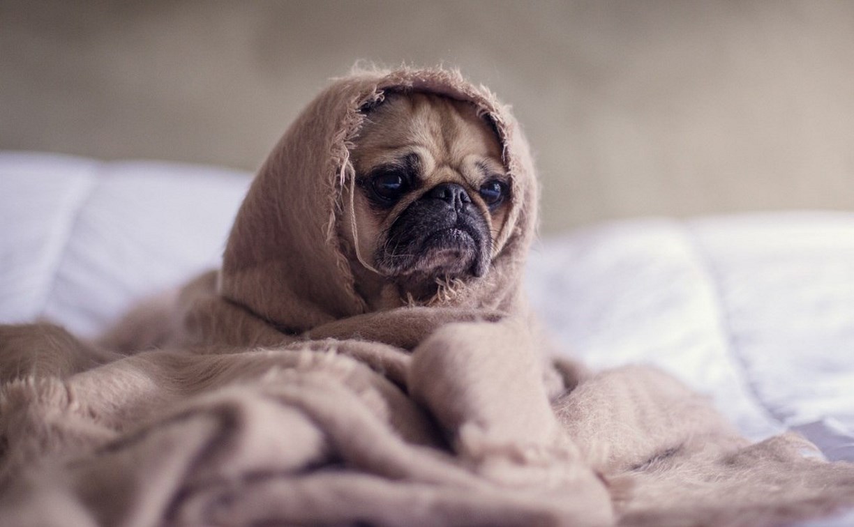  Жители Горнозаводска замерзают дома, на работе и в школе  из-за плохого угля на котельной 