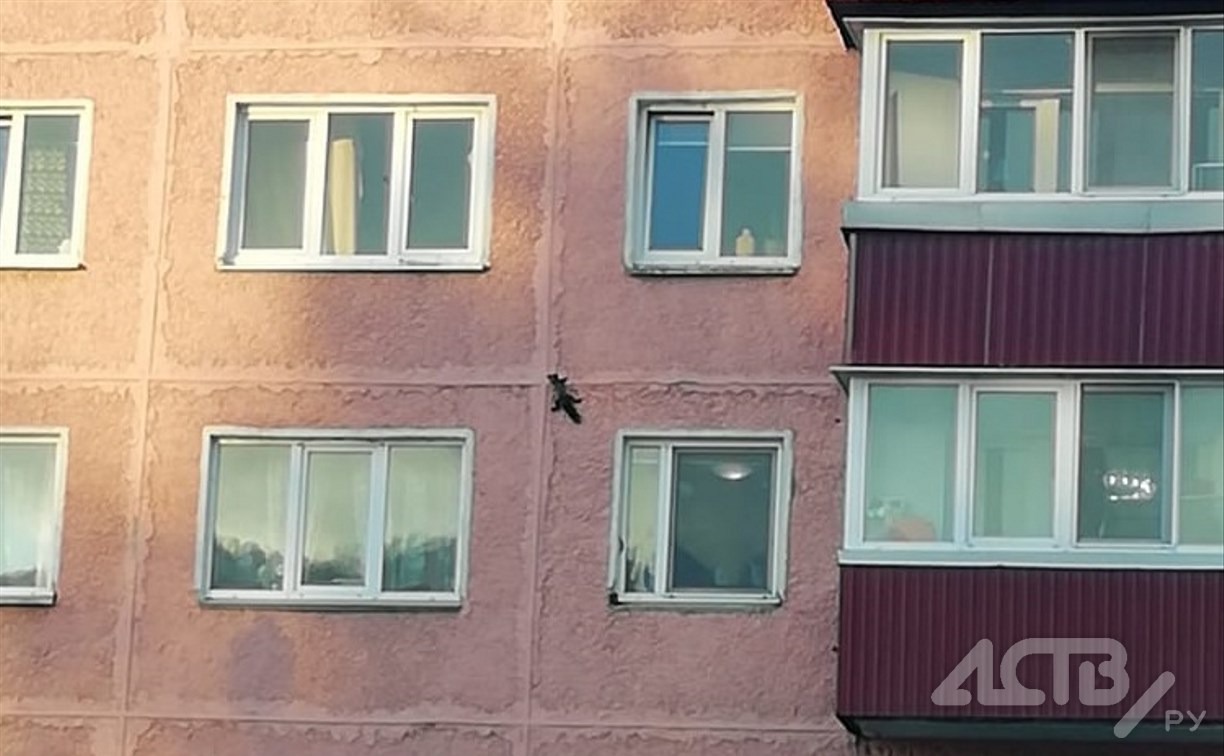 В Южно-Сахалинске белка с разбега забралась по дому до пятого этажа
