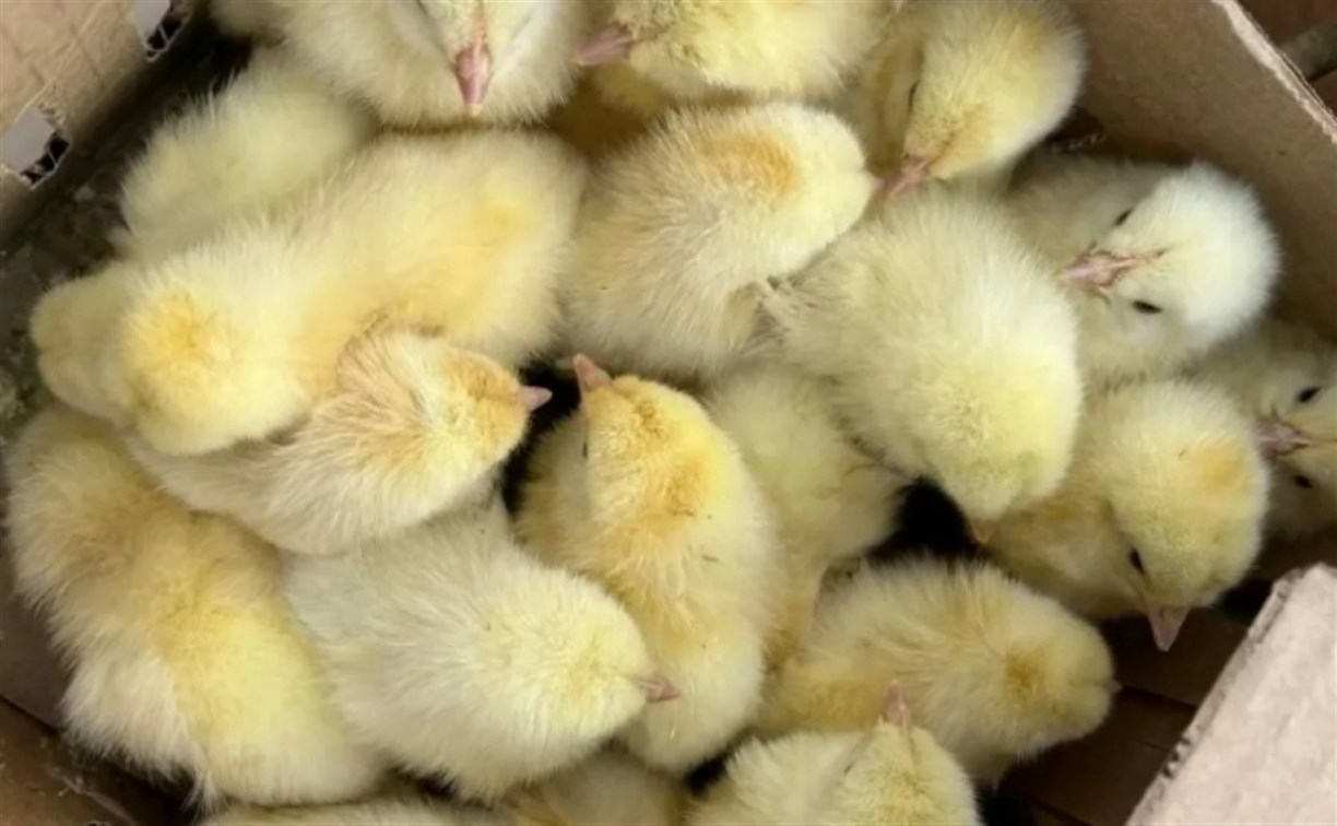 83 000 суточных цыплят Браун Ник прибыли на Сахалин 