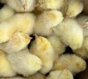 83 000 суточных цыплят Браун Ник прибыли на Сахалин 