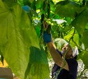 Более 10 тысяч тонн овощей вырастили в «Тепличном» за 2016 год
